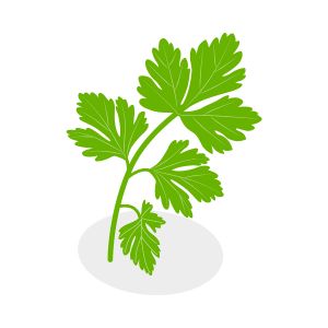 Coriander