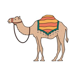 Camel