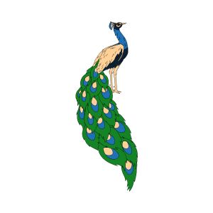 Peacock
