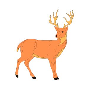 Deer
