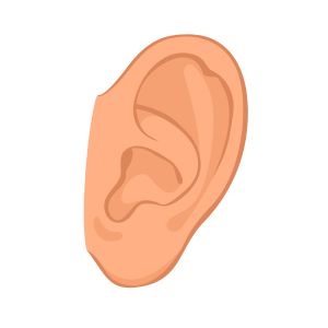 Ear