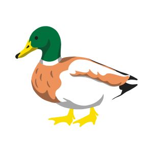 Duck