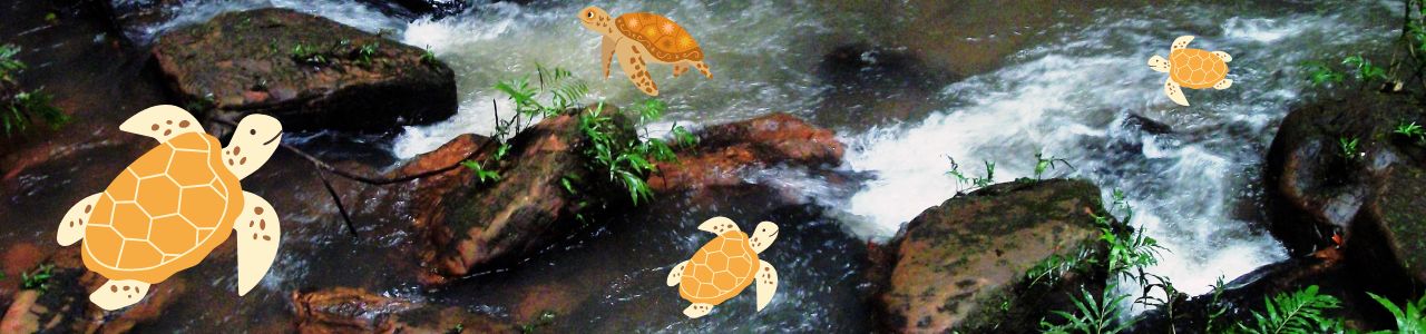 Tinku the Slow Turtle